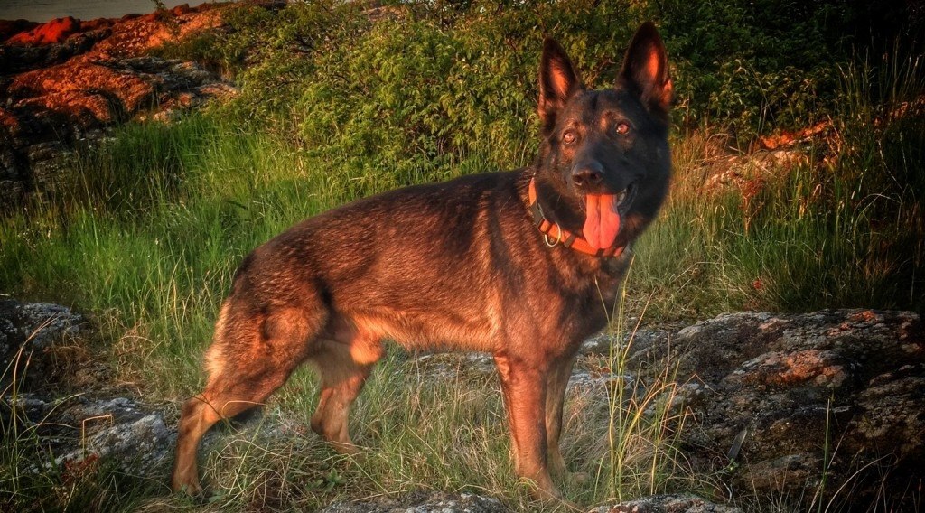 Sund Hund Yang